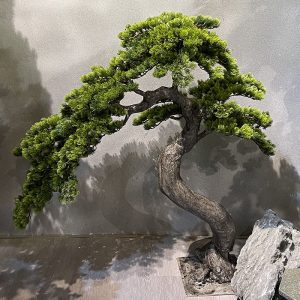 TEXNHTO ΔΕΝΤΡO ΜΠΟΝΣΑΪ ΠΕΥΚΟ ΣΕ ΜΕΤΑΛΛΙΚΗ ΒΑΣΗ -140x60xΥ125cm 04-00-23810 MX: 24266 00