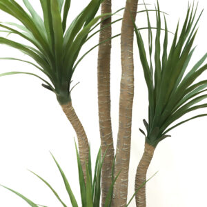 DRACAENA NP_28_155 ΥΨΟΣ 155cm