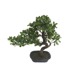 ΔΕΝΤΡΟ ΜΠΟΝΣΑΪ ΣΕ ΠΛΑΣΤΙΚΗ ΓΛΑΣΤΡΑ ΠΡΑΣΙΝΟ - 27x52x46cm 4/ΚΙΒ Κωδικός: 04-95063 ΜΧ :2426 00