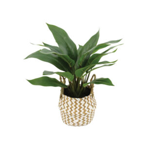 ΣΠΑΘΙΦΥΛΛΟ REAL TOUCH ΣΕ ΚΑΣΠΩ ΨΑΘΑ ΠΡΑΣΙΝΟ - Φ42x40cm 6/ΚΙΒ Κωδικός: 04-95043 ΜΧ :2415 00