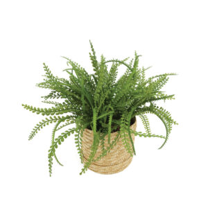 ΦΤΕΡΗ ΣΕ ΠΛΕΚΤΟ ΚΑΛΑΘΙ ΜΠΕΖ-ΠΡΑΣΙΝΟ Φ45x30cm 6/ΚΙΒ Κωδικός: 04-95050 ΜΧ :2413 00