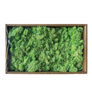 ΔΙΑΤΗΡΗΜΕΝΗ ΠΡΑΣΙΝΑΔΑ ΦΥΣΙΚΑ ΒΡΥΑ ΜΟΣΣ ΣΕ ΚΟΥΤΙ 500gr - 35x18x9cm 9/ΚΙΒ Κωδικός: 00-68907 ΜΧ :2416 85