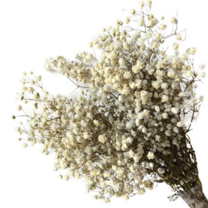 ΑΠΟΞΗΡΑΜΕΝA ΚΛΑΔΙΑ ΛΕΥΚΟ ΓΥΨΟΦΥΛΗ ΜΑΤΣΟ 100gr - Υ70-80cm 30/ΚΙΒ Κωδικός: 00-68897-2 ΜΧ :244 20