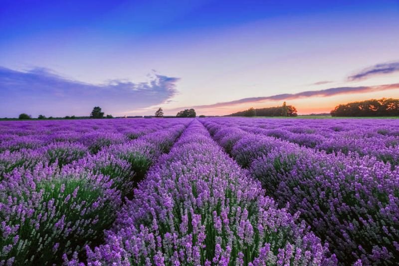 Φωτογραφική ταπετσαρία AS Création Wall Love DD129578-0 - Image 2